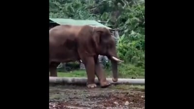 The image shows the elephant cleaning its toe using a stick. (X/@AMAZlNGNATURE) The image shows the elephant cleaning its toe using a stick. (X/@AMAZlNGNATURE)