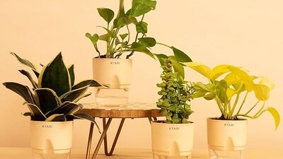 Best house plants can help purify the air by absorbing toxins in the environment Best house plants can help purify the air by absorbing toxins in the environment