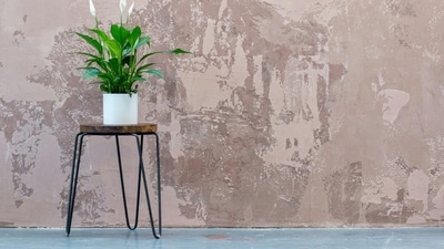 Plant stands can keep your green friends at a safe distance from crawling insects and pests. (Unsplash) Plant stands can keep your green friends at a safe distance from crawling insects and pests. (Unsplash)