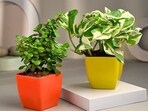 Best indoor plant pots offer versatility, longevity, and a touch of nature to enhance your living spaces.