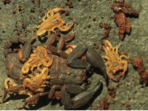 Euscorpiops Krachan that was found in Thailand. Euscorpiops Krachan that was found in Thailand.