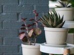 Best house plant stands to elevate your greenery game: Our top picks for your ease.