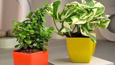 Best indoor plant pots offer versatility, longevity, and a touch of nature to enhance your living spaces. Best indoor plant pots offer versatility, longevity, and a touch of nature to enhance your living spaces.