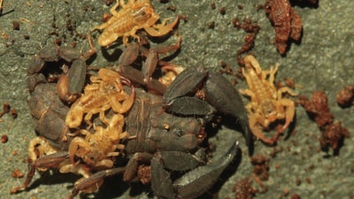 Euscorpiops Krachan that was found in Thailand. (ZooKeys) Euscorpiops Krachan that was found in Thailand. (ZooKeys)
