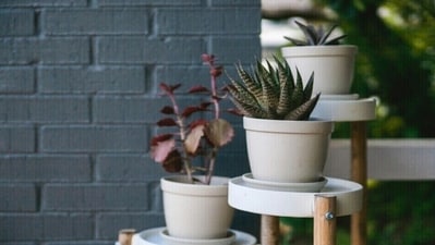 Best house plant stands to elevate your greenery game: Our top picks for your ease. (unsplash) Best house plant stands to elevate your greenery game: Our top picks for your ease. (unsplash)