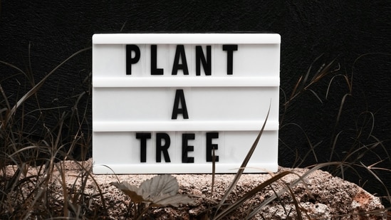 Plant a Tree: Incorporate a green initiative by planting a tree as part of your Holi celebrations, contributing to environmental conservation and fostering a greener future.&nbsp;(Pexels)