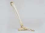 The increased fracture risk linked to previous falls was largely independent of bone mineral density, emphasising the standalone significance of falls as a risk factor.
