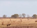 Snapshot of impalas escaping from lions. Snapshot of impalas escaping from lions.