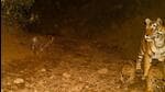 Tigress ST-12 has been spotted with her three cubs (Twitter/@Sanjay4India1)