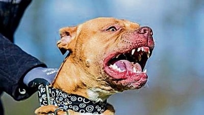 Centre bans breeding, sale of ‘ferocious’ dog breeds amid rising dog bite cases Centre bans breeding, sale of ‘ferocious’ dog breeds amid rising dog bite cases