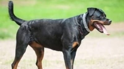 Bilaspur: According to the civil hospital authorities, dog attack incidents have increased in the past few days. (Representational photo)