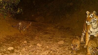 Tigress ST-12 has been spotted with her three cubs (Twitter/@Sanjay4India1)
