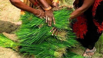 Chhattisgarh government had promised to distribute a two-year pending bonus for paddy procurement to farmers across the state.. (AP Photo/Rajesh Kumar Singh) (AP) Chhattisgarh government had promised to distribute a two-year pending bonus for paddy procurement to farmers across the state.. (AP Photo/Rajesh Kumar Singh) (AP)