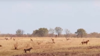 Snapshot of impalas escaping from lions. (YouTube/@Latest Sightings) Snapshot of impalas escaping from lions. (YouTube/@Latest Sightings)