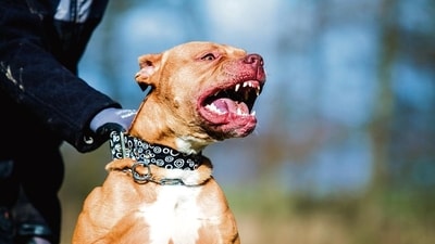 Alongside the new plea for ban, on 'ferocious' breeds of dogs, the statement by the Centre also asks pets of this breed to be sterilised. (Photo: Shutterstock ) Alongside the new plea for ban, on 'ferocious' breeds of dogs, the statement by the Centre also asks pets of this breed to be sterilised. (Photo: Shutterstock )