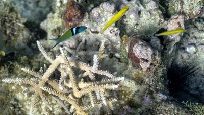 The team collected 1,800 samples from a depth of about five kilometres. (AP) The team collected 1,800 samples from a depth of about five kilometres. (AP)