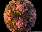 Despite progress, wild poliovirus persists in Afghanistan and Pakistan while vaccine-derived poliovirus spreads in Africa.