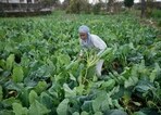 A farmer harvests vegetables at Marh village, outskirts of Jammu.