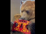 Snapshot of the bear playing the harmonica. Snapshot of the bear playing the harmonica.
