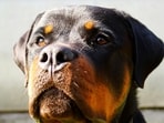 sabine-jaunzeme-KJGWoR1AYC4-unsplash