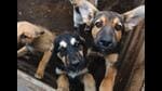Consider donating your late dog’s bowls, toys, beds and mats to a shelter, instead of getting rid of them. (Adobe Stock)