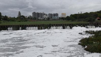 A variety of big fish were found dead at Dehu Ghat along the Indrayani River on March 13. (FILE PHOTO) A variety of big fish were found dead at Dehu Ghat along the Indrayani River on March 13. (FILE PHOTO)