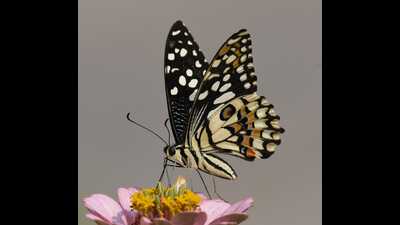 Butterflies are recognised as environmental indicators for their rapid and sensitive responses to subtle habitat or climatic changes. (Pic for representation) Butterflies are recognised as environmental indicators for their rapid and sensitive responses to subtle habitat or climatic changes. (Pic for representation)
