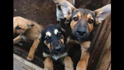 Consider donating your late dog’s bowls, toys, beds and mats to a shelter, instead of getting rid of them. (Adobe Stock) Consider donating your late dog’s bowls, toys, beds and mats to a shelter, instead of getting rid of them. (Adobe Stock)