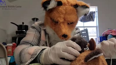 The image shows a man wearing a fox mask feeding a rescued fox cub milk. (Facebook/@Richmond Wildlife Center) The image shows a man wearing a fox mask feeding a rescued fox cub milk. (Facebook/@Richmond Wildlife Center)