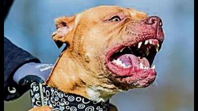 The ban also covers mixed and crossbreeds of these ferocious breeds. (Pic for representation)