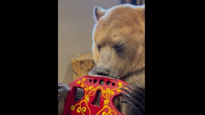 Snapshot of the bear playing the harmonica. (Instagram/@'panteleenko_svetlana') Snapshot of the bear playing the harmonica. (Instagram/@'panteleenko_svetlana')