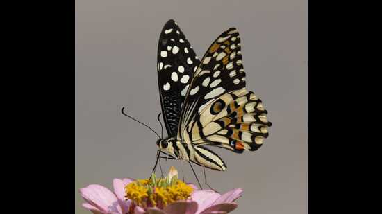 Butterflies are recognised as environmental indicators for their rapid and sensitive responses to subtle habitat or climatic changes. (Pic for representation)