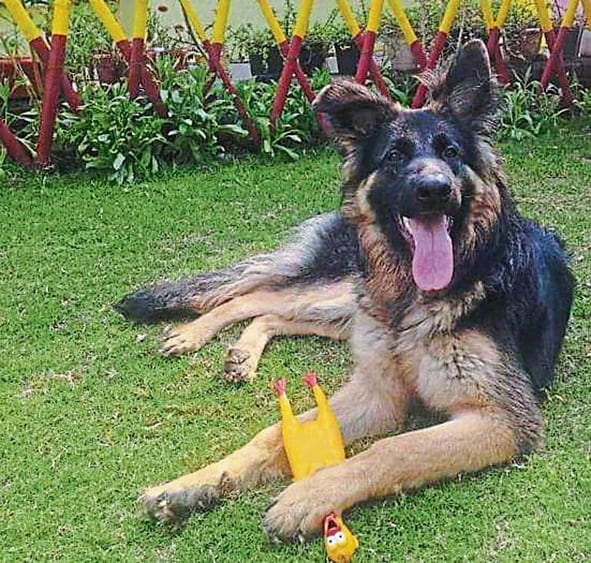 Clara, a friendly German Shepherd, will make your homecoming worthwhile. Clara, a friendly German Shepherd, will make your homecoming worthwhile.