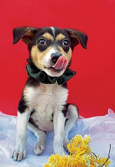 Hahi is friendly and playful and loves grabbing her human's attention. Hahi is friendly and playful and loves grabbing her human's attention.