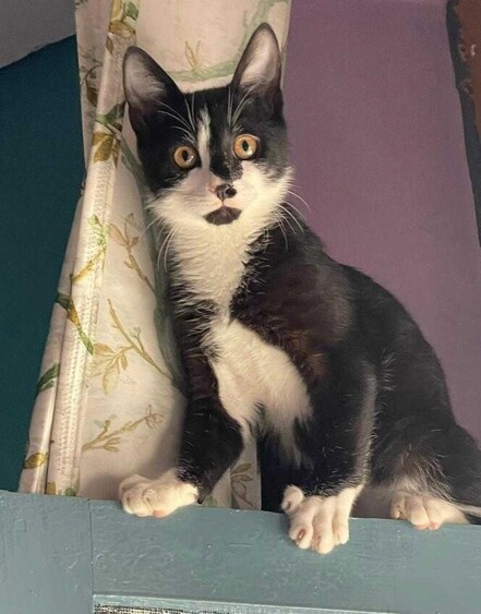 Mr Buta Singh enjoys expressing his affection with head butts and purrs. Mr Buta Singh enjoys expressing his affection with head butts and purrs.