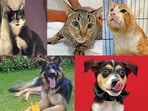 Meet these animals in Delhi-NCR, who are searching for forever homes this week. Meet these animals in Delhi-NCR, who are searching for forever homes this week.
