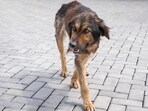 After bitten by an infected stray dog or cat, rabies virus has to travel to the brain before it can cause symptoms. 