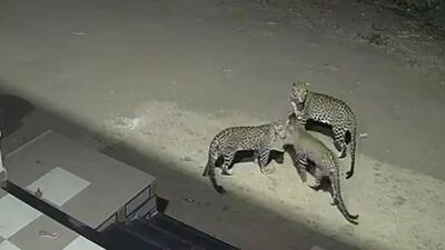 CCTV camera has captured three leopards roaming outside a bungalow in Junnar area early morning on March 14. (HT PHOTO)