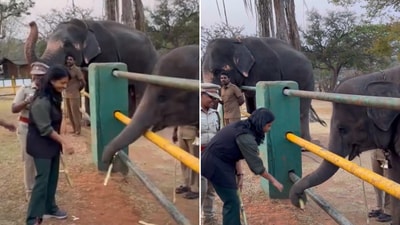 The image shows IAS Supriya Sahu feeding the calves featured in the Oscar-winning documentary The Elephant Whisperers. (X/@supriyasahuias) The image shows IAS Supriya Sahu feeding the calves featured in the Oscar-winning documentary The Elephant Whisperers. (X/@supriyasahuias)