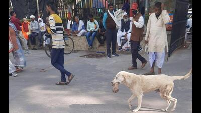 The canine was first spotted near the gate at the Centenary Hospital block beside the Trauma Centre, from where it walked slowly to cross past the building. (Sourced) The canine was first spotted near the gate at the Centenary Hospital block beside the Trauma Centre, from where it walked slowly to cross past the building. (Sourced)