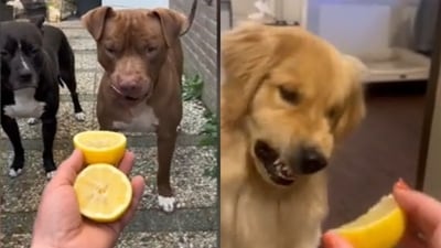 Dr Anna Foreman, the Everypaw Pet Insurance in-house vet, issued a warning about the ongoing #DogVsLemon TikTok trend that has amassed over 20M views. Remember: “Throwing food at a dog for them to catch is a choking hazard, particularly if the piece of food is too large to swallow whole." Dr Anna Foreman, the Everypaw Pet Insurance in-house vet, issued a warning about the ongoing #DogVsLemon TikTok trend that has amassed over 20M views. Remember: “Throwing food at a dog for them to catch is a choking hazard, particularly if the piece of food is too large to swallow whole."