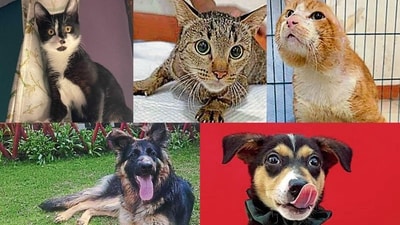 Meet these animals in Delhi-NCR, who are searching for forever homes this week. Meet these animals in Delhi-NCR, who are searching for forever homes this week.