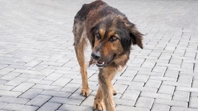 After bitten by an infected stray dog or cat, rabies virus has to travel to the brain before it can cause symptoms. (Freepik) After bitten by an infected stray dog or cat, rabies virus has to travel to the brain before it can cause symptoms. (Freepik)