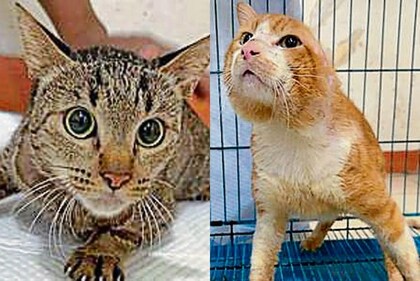 Kali (left) and Bill (right) are cuddle masters, and can be adopted individually. Kali (left) and Bill (right) are cuddle masters, and can be adopted individually.