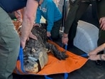 In this photo provided by the New York Department of Environmental Conservation, DEC officers secure an 11-foot (3.4-meter) alligator for transport after it was seized from a home where it was being kept illegally in Hamburg, N.Y., on Wednesday, March 13, 2024. The home's owner had built an addition and installed an in-ground swimming pool for the 30-year-old alligator, which has blindness in both eyes and spinal complications, among other health issues. (New York DEC via AP) In this photo provided by the New York Department of Environmental Conservation, DEC officers secure an 11-foot (3.4-meter) alligator for transport after it was seized from a home where it was being kept illegally in Hamburg, N.Y., on Wednesday, March 13, 2024. The home's owner had built an addition and installed an in-ground swimming pool for the 30-year-old alligator, which has blindness in both eyes and spinal complications, among other health issues. (New York DEC via AP)