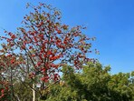 The Semal tree's (Bombax Ceiba) blossoms take your breath away as spring commences. (Mayank Singh)
