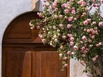 pexels-denis-larzul-16942021