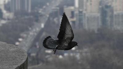 . The pigeon menace has assumed such monstrous proportions that one can now see anti-pigeon nets in hospitals and other buildings as well. (AFP) . The pigeon menace has assumed such monstrous proportions that one can now see anti-pigeon nets in hospitals and other buildings as well. (AFP)