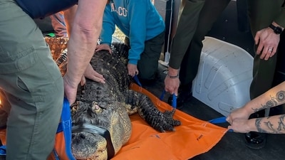 In this photo provided by the New York Department of Environmental Conservation, DEC officers secure an 11-foot (3.4-meter) alligator for transport after it was seized from a home where it was being kept illegally in Hamburg, N.Y., on Wednesday, March 13, 2024. The home's owner had built an addition and installed an in-ground swimming pool for the 30-year-old alligator, which has blindness in both eyes and spinal complications, among other health issues. (New York DEC via AP) (AP) In this photo provided by the New York Department of Environmental Conservation, DEC officers secure an 11-foot (3.4-meter) alligator for transport after it was seized from a home where it was being kept illegally in Hamburg, N.Y., on Wednesday, March 13, 2024. The home's owner had built an addition and installed an in-ground swimming pool for the 30-year-old alligator, which has blindness in both eyes and spinal complications, among other health issues. (New York DEC via AP) (AP)