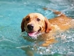 The disease is caused by the liver fluke Heterobilharzia americana.
